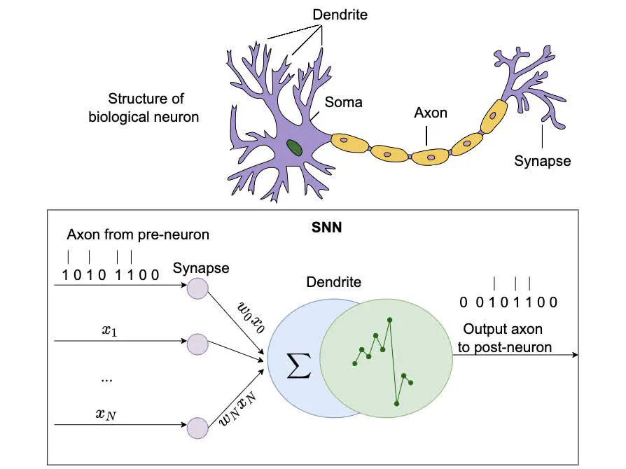 Spiking Neural Networks and Their Applications: A Review
